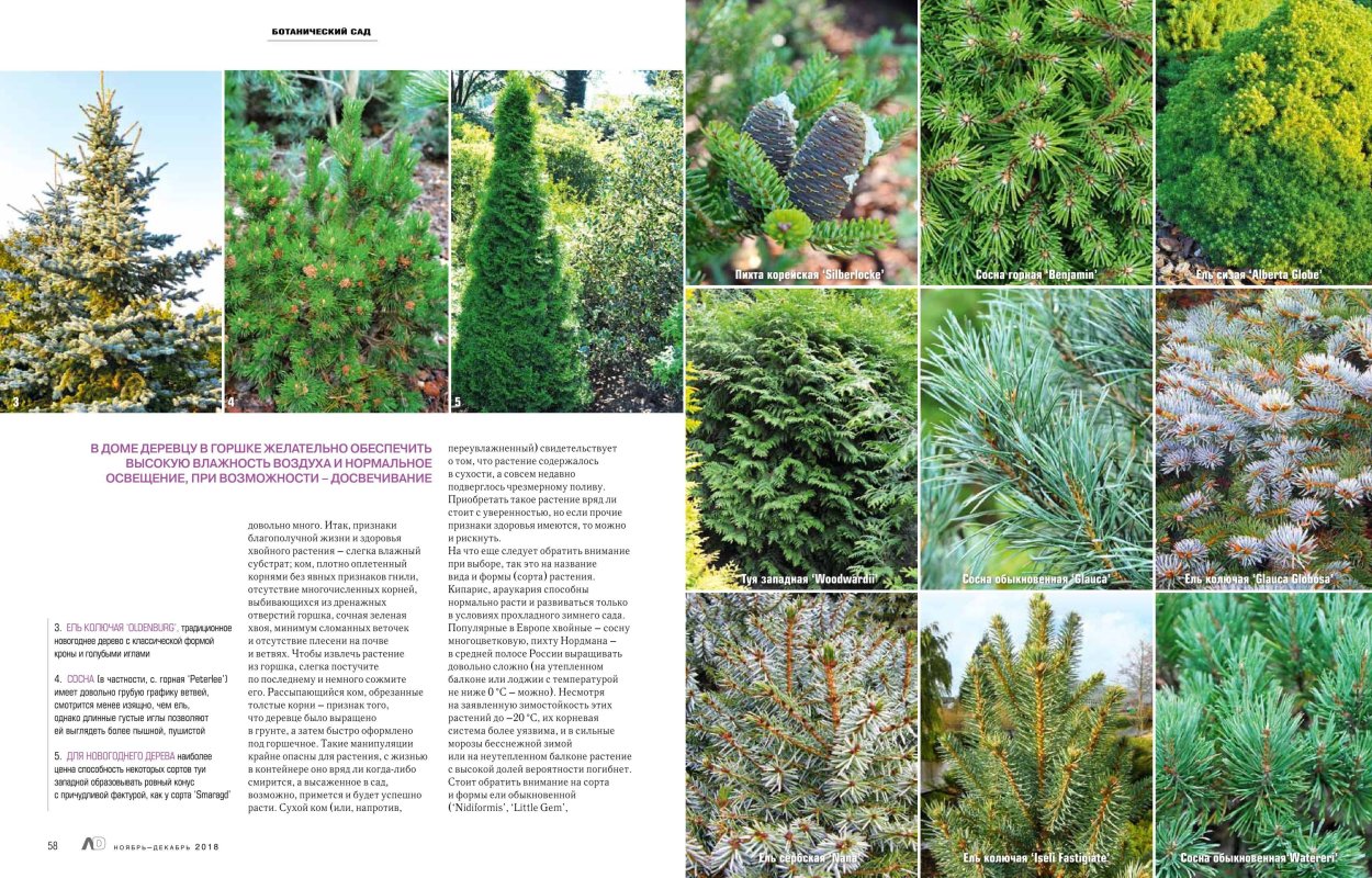 Туя Спиралис в живой изгороди