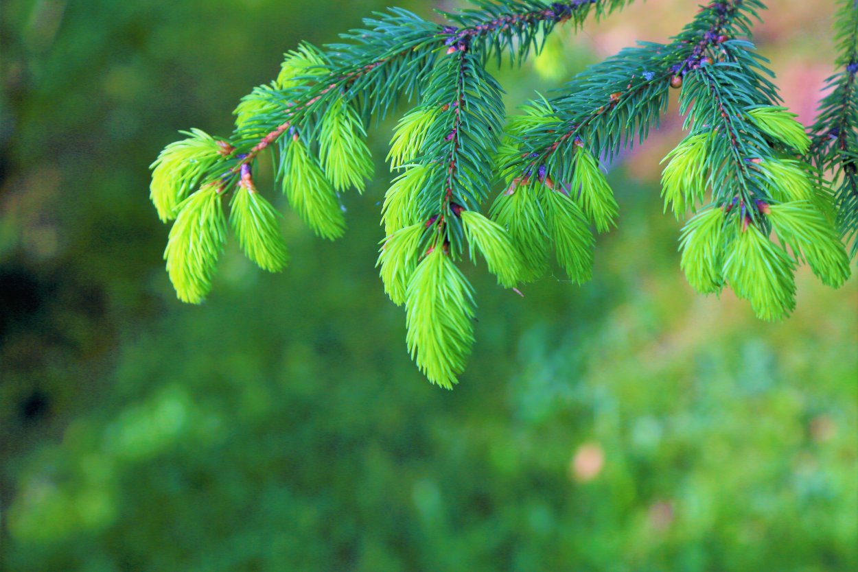 Кипарис вечнозеленый хвоя