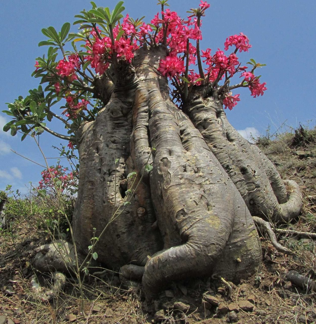 Пморфофалус тектонический