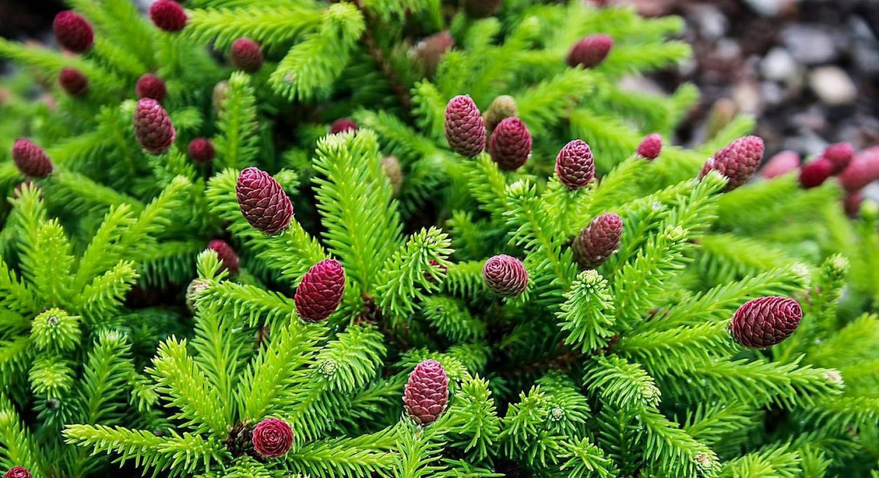 Ель европейская хвоя