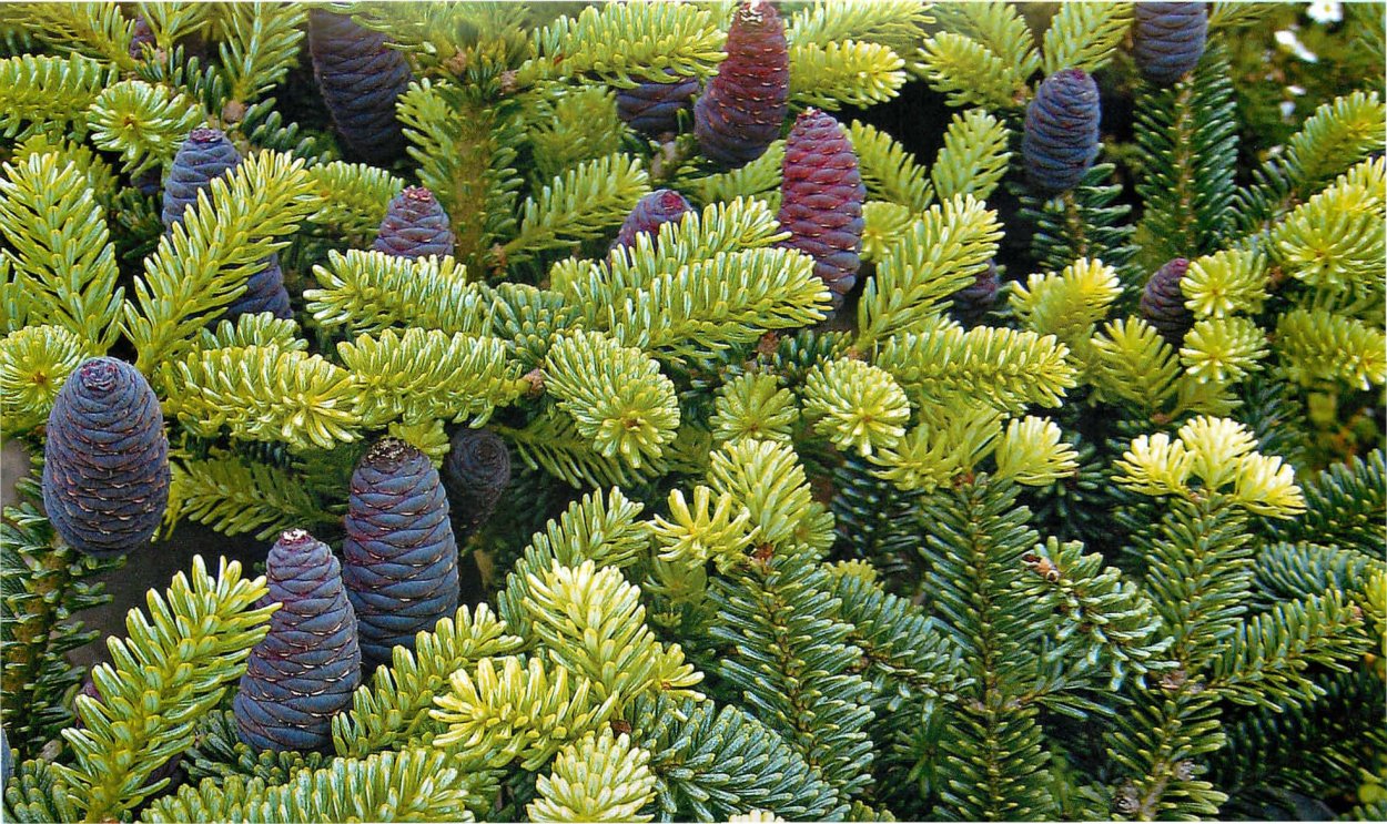 Можжевельник обыкновенный Верес