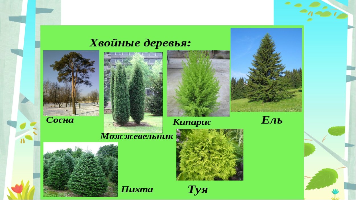 Сосна Пиния шишки