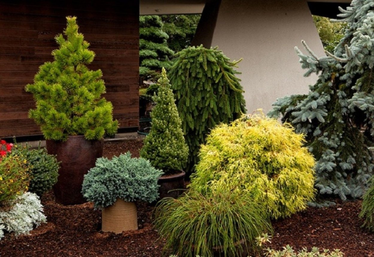 Лиственница Комарова