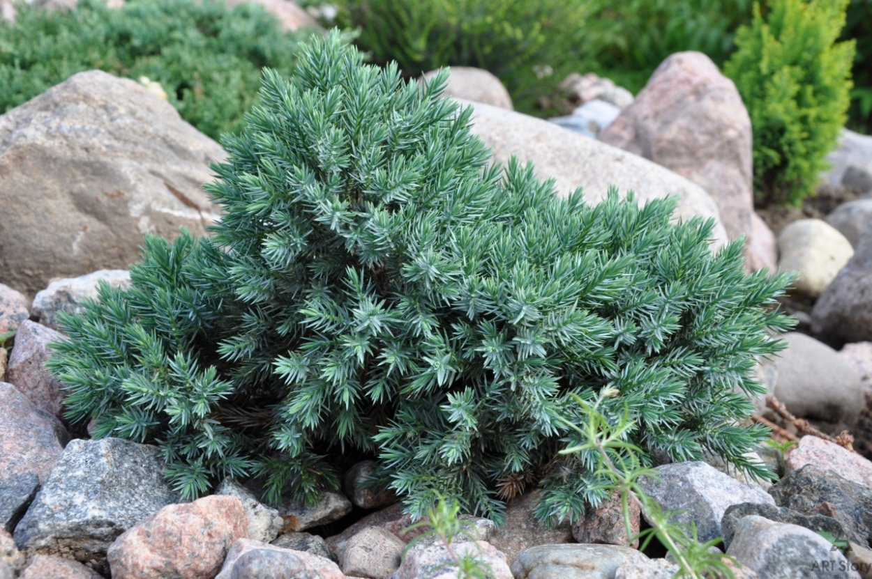 Можжевельник Вариегата в ландшафте