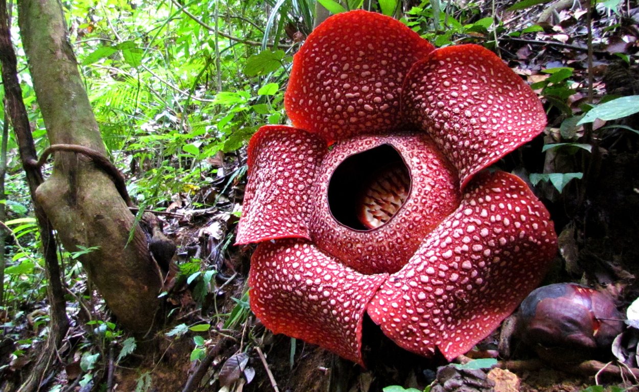 Цветы экзотика