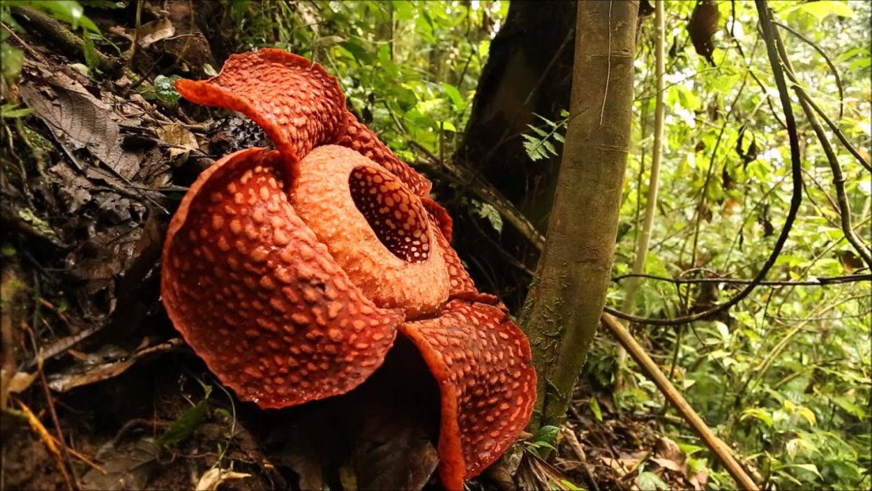 Чили Сельва тропические цветы