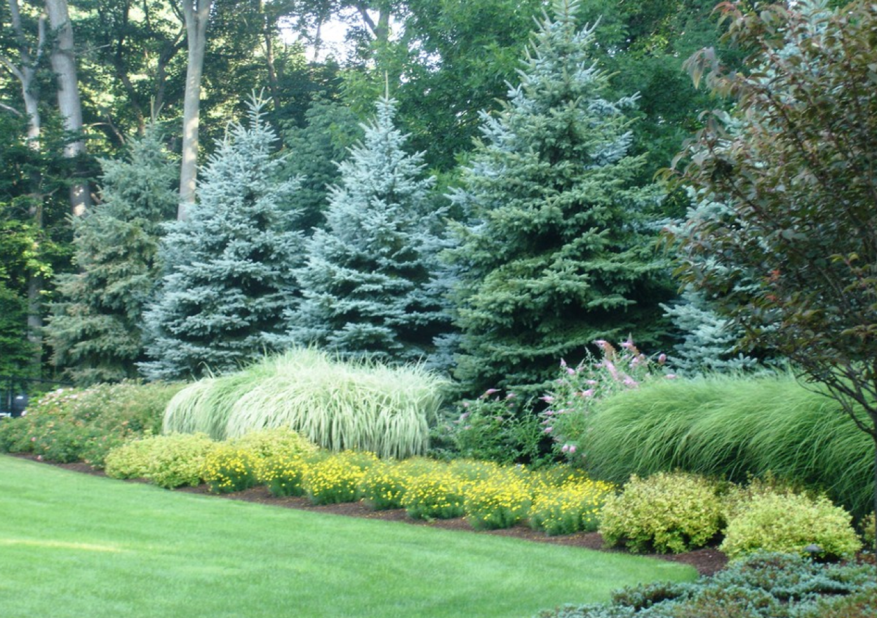 Туя Смарагд ниваки