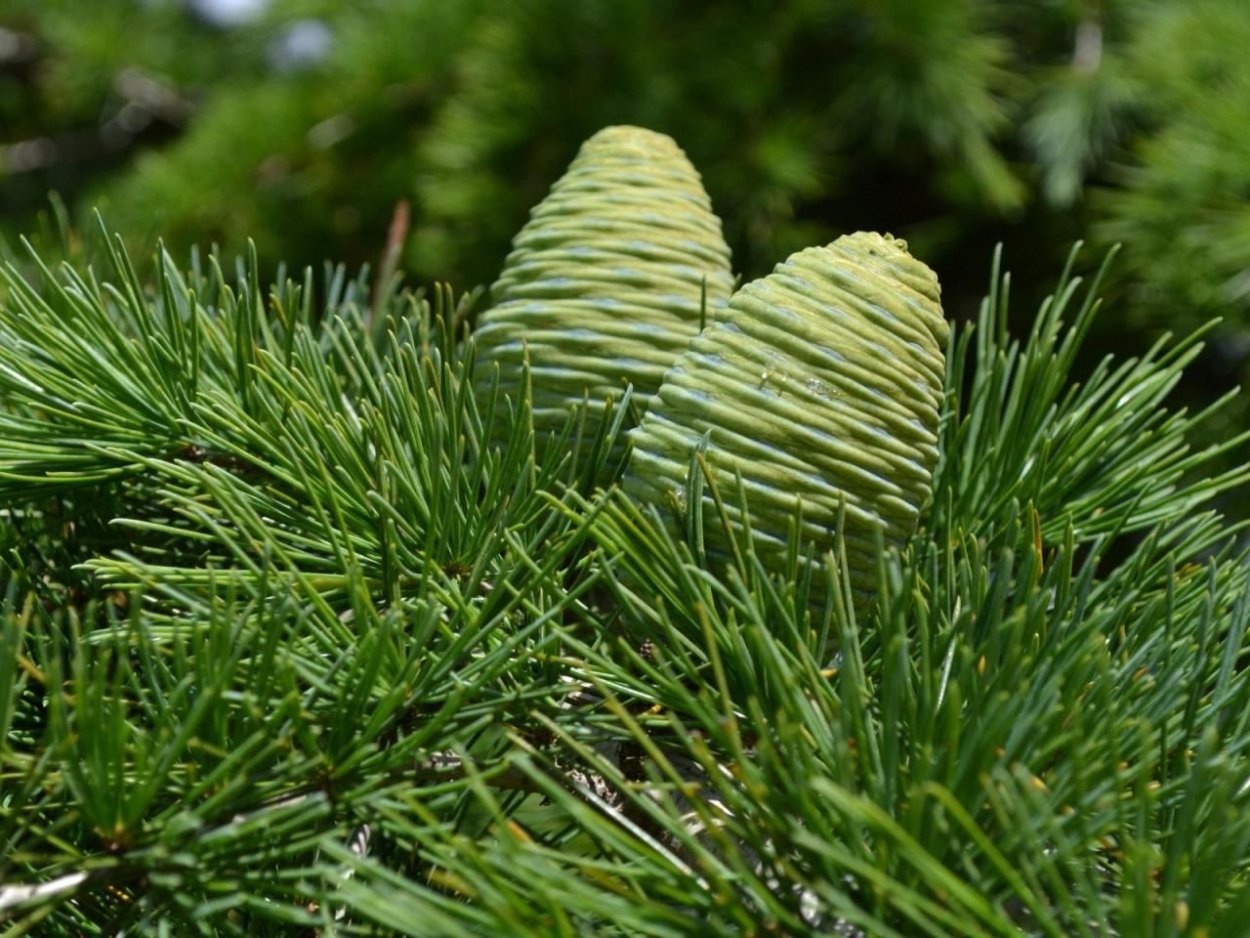 Пихта корейская Самлинг