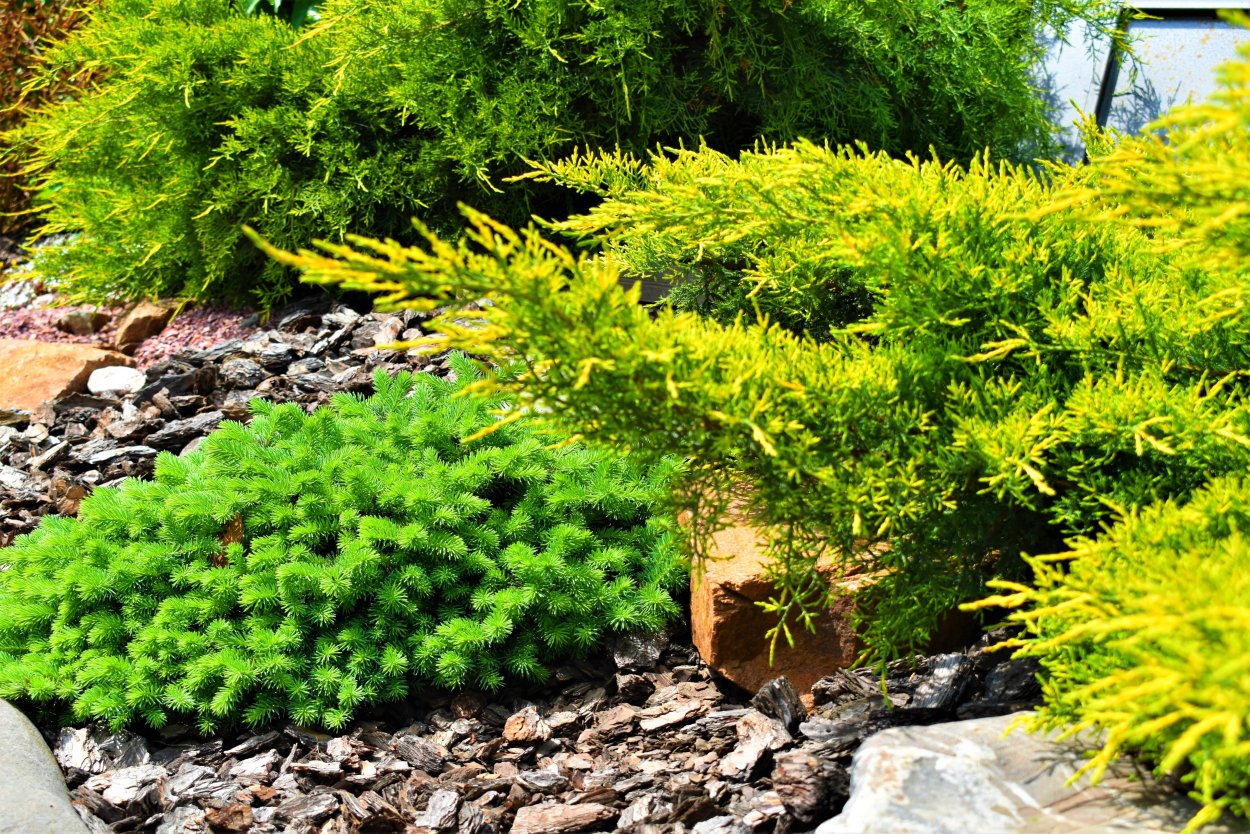 Сад хвойных растений Людмилы Авдониной