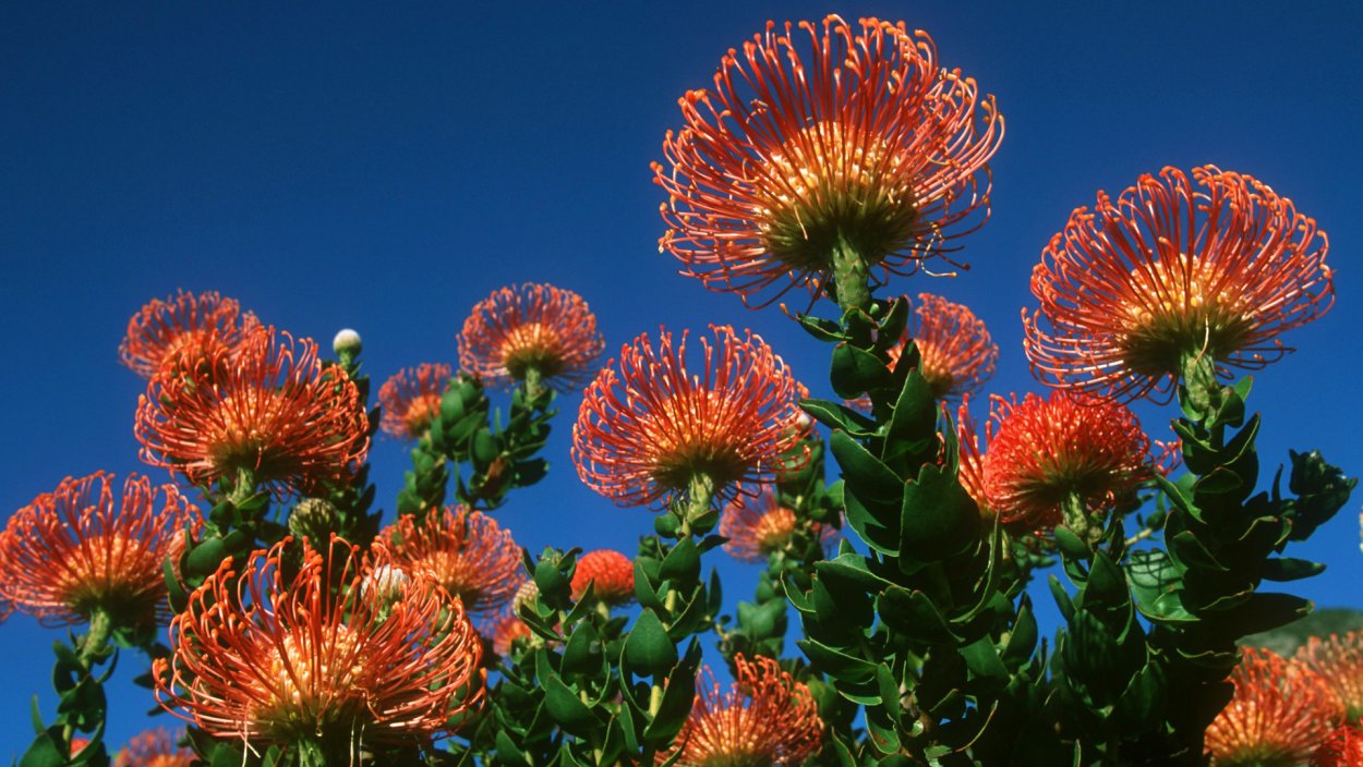 Раффлезия Арнольди цветок