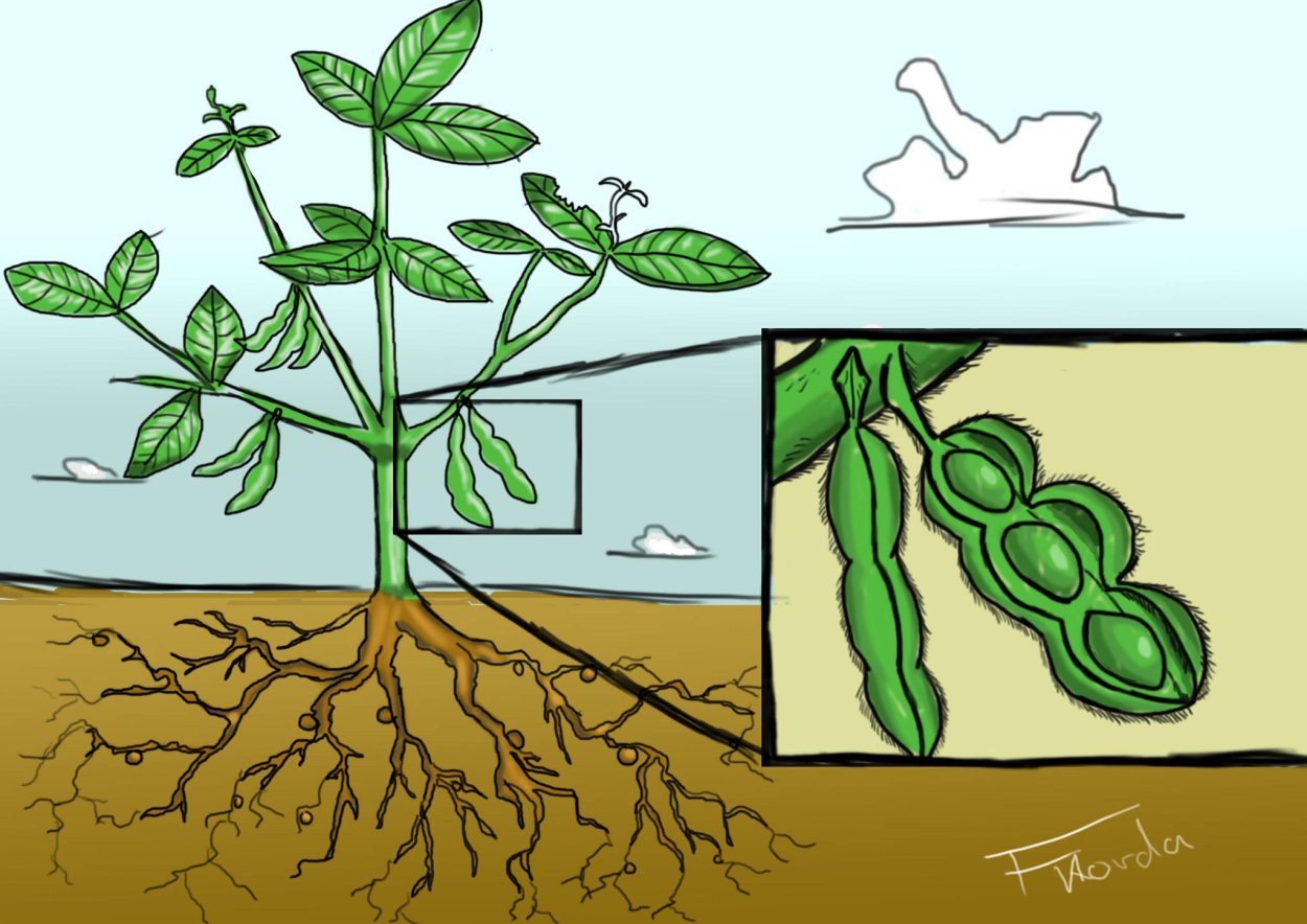Бразилия сорт соя