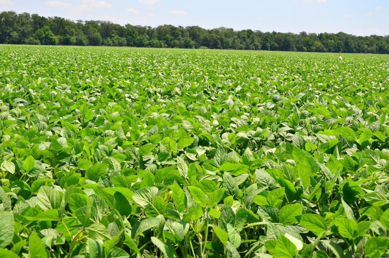 Соя ( Glycine Max l.)