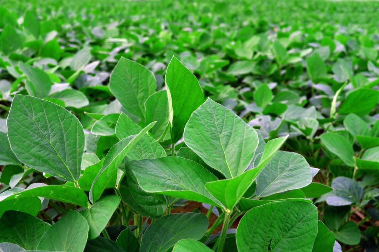 Соя Самара поля