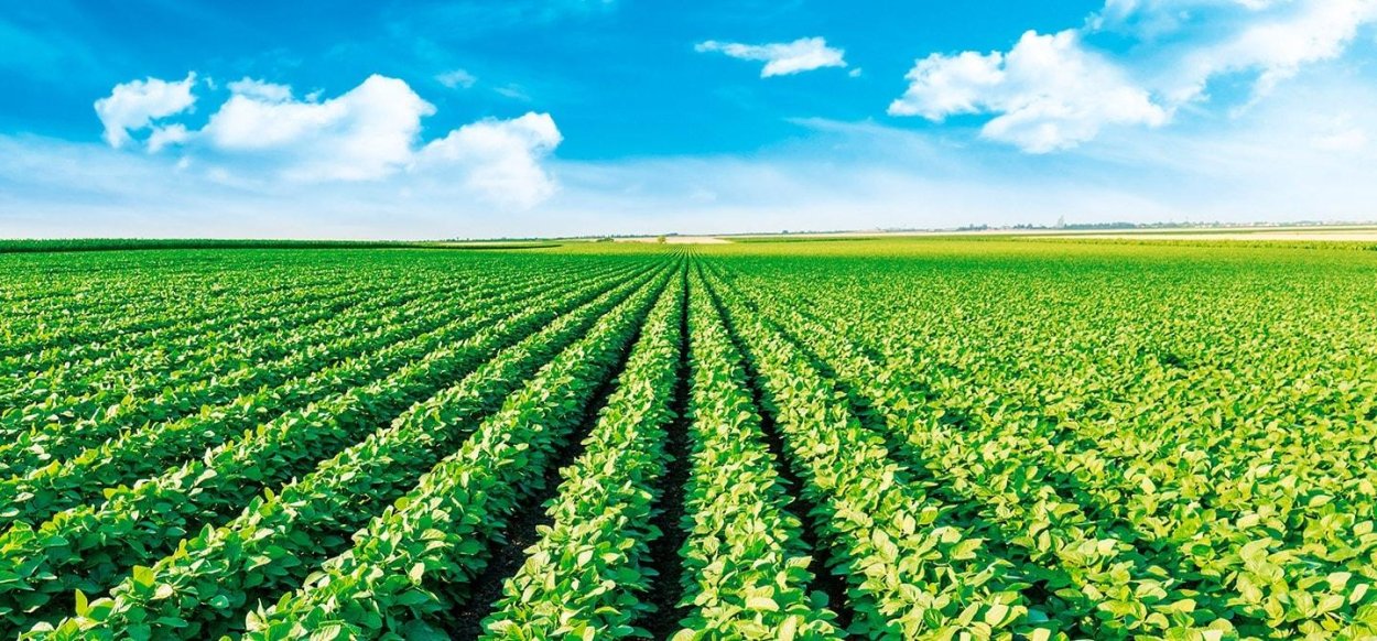 Соя тайорская