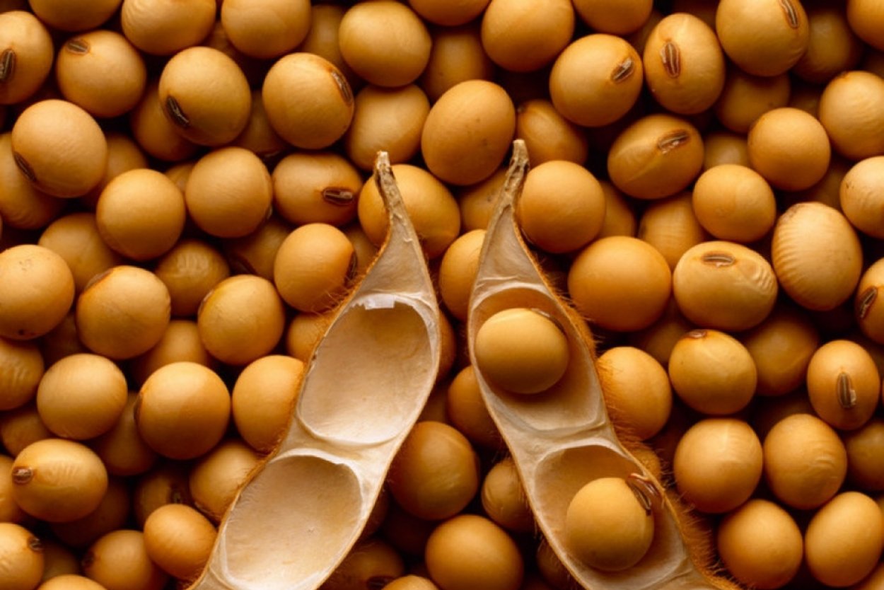 Соя фуражная