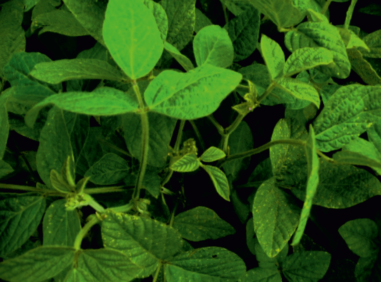 Соя как выглядит растение