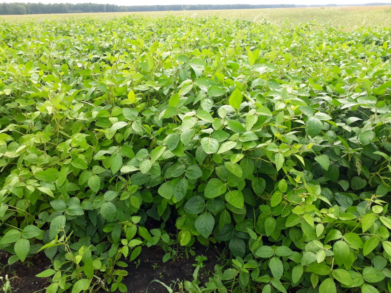 Генномодифицированная соя