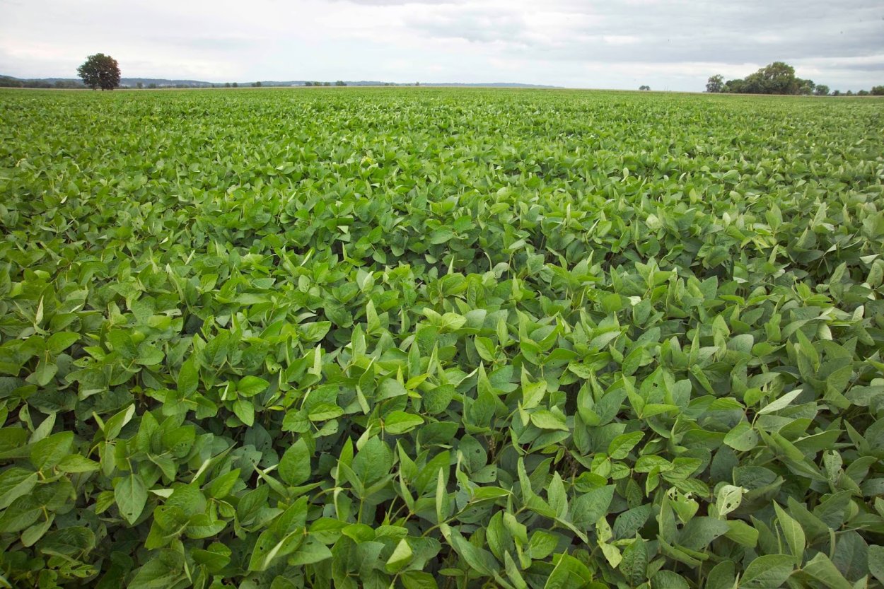 Соя бутонизация цветение