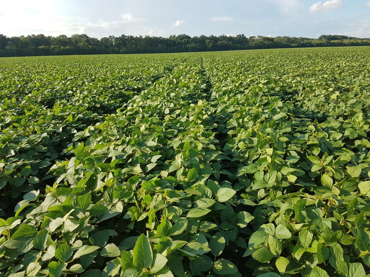 Соя презентация