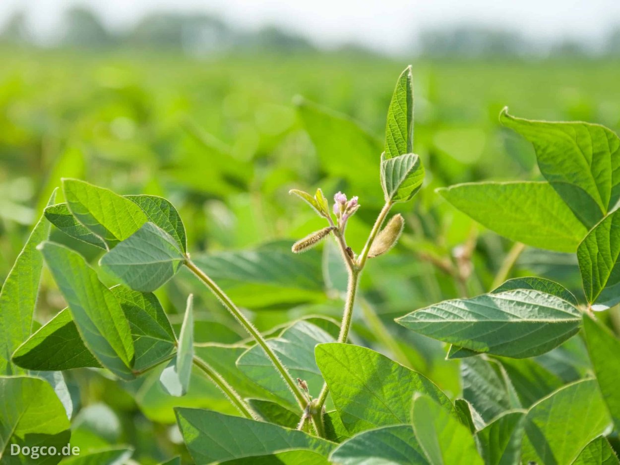 Соя цветение