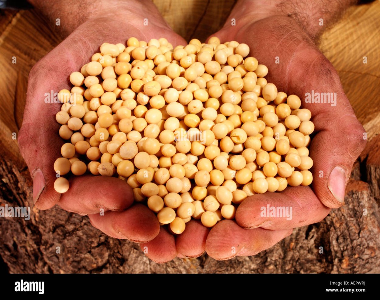 Плоский и широкий стебель сои