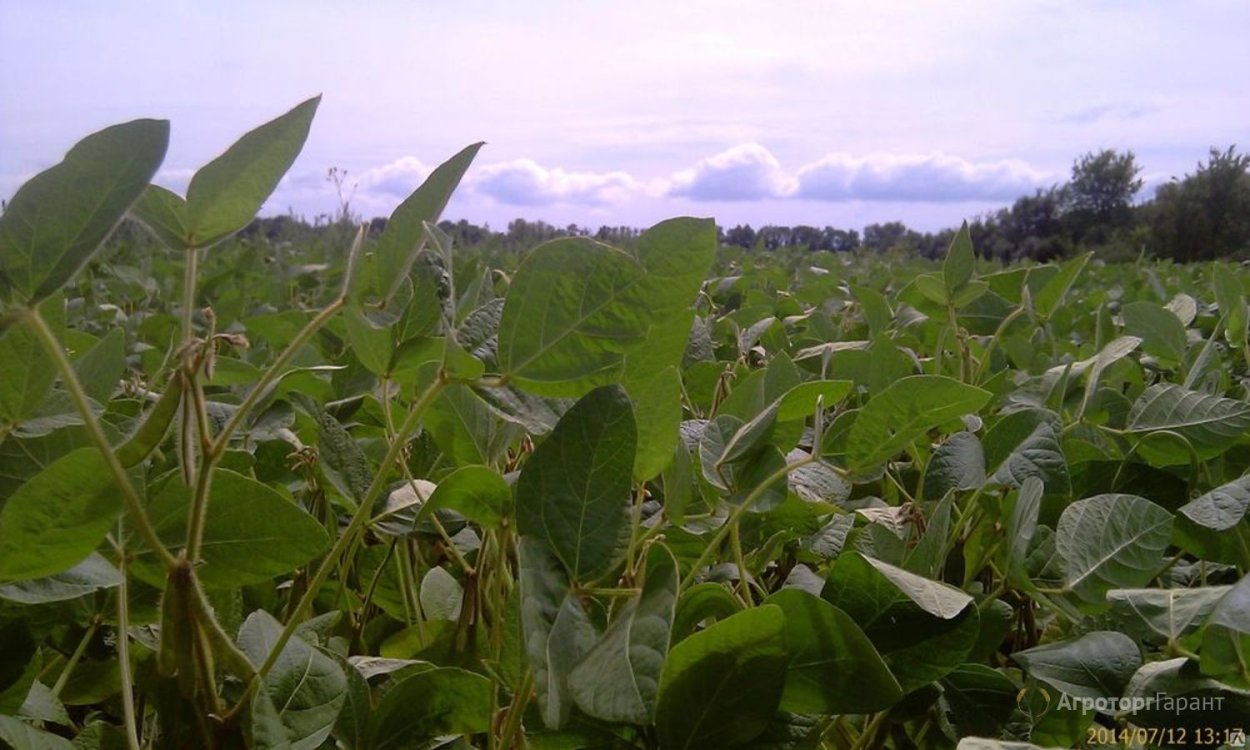 Поля сои в США