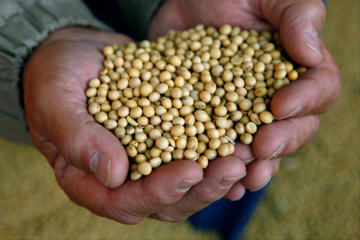 Соя сорт Султана