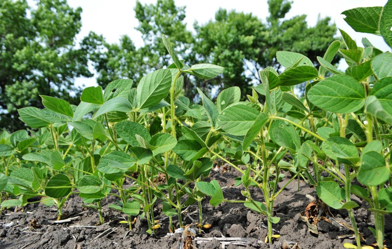 Соя строение растения