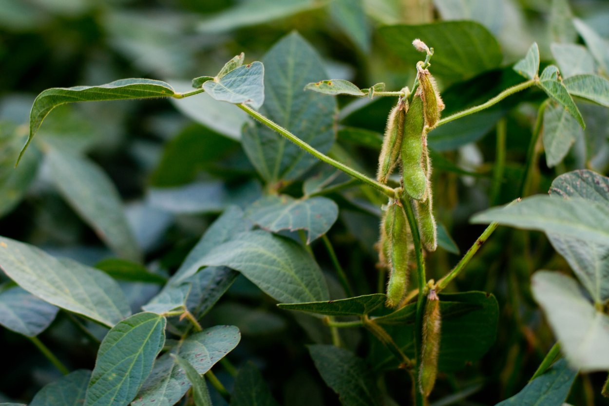 Соевые Бобы переработка