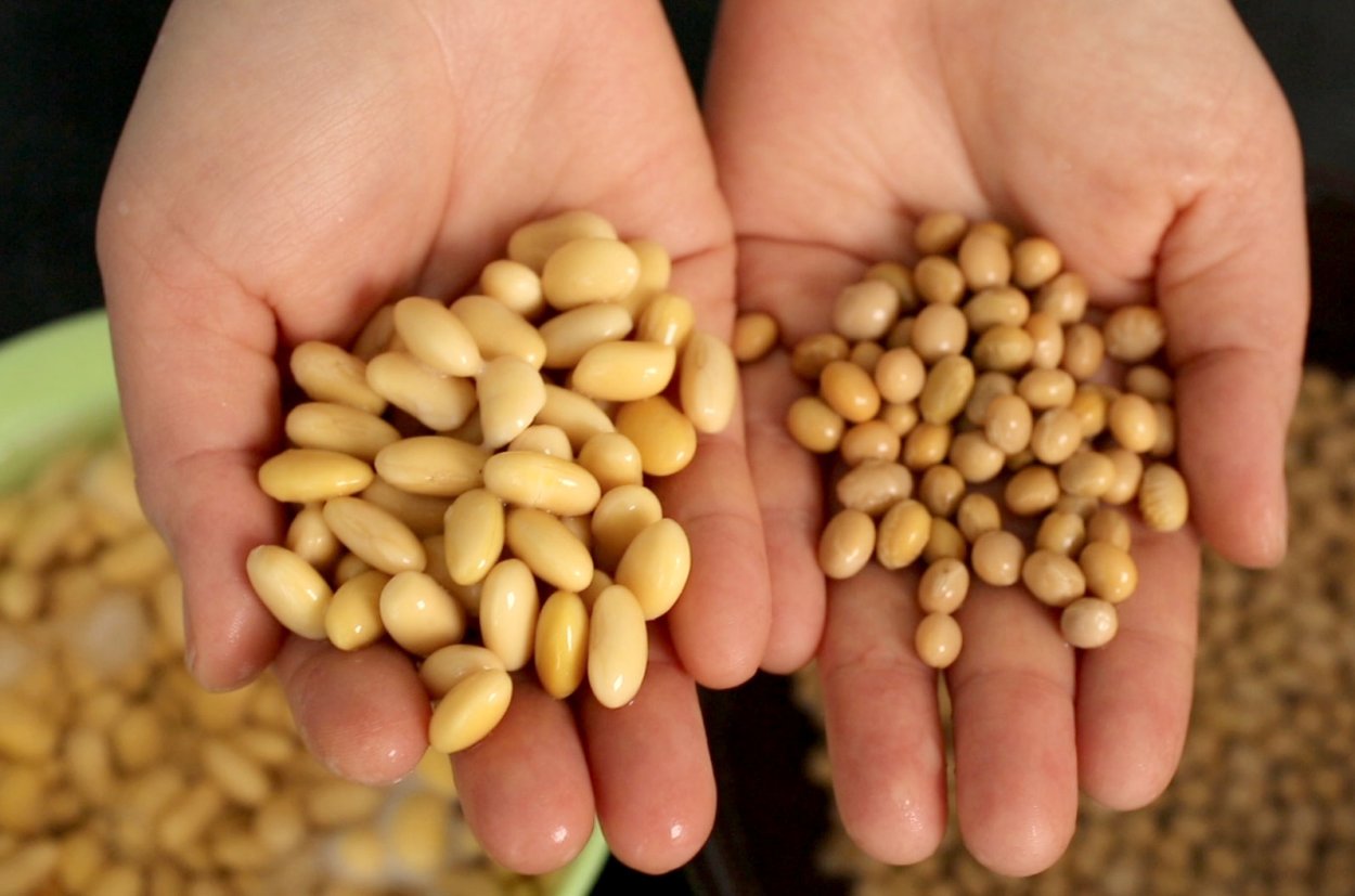 Текстура бобовых