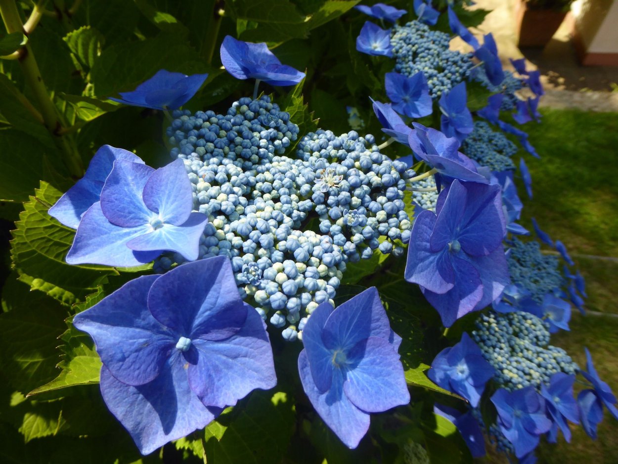 Гортензия крупнолистная синяя птица