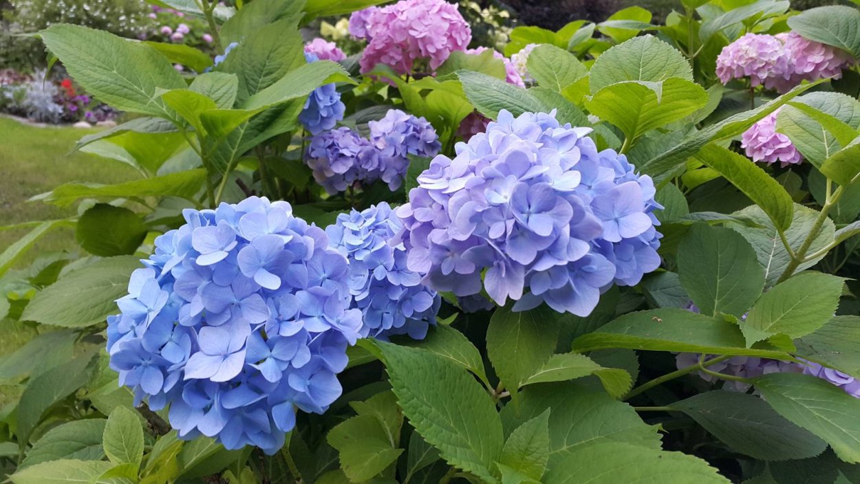 Гортензия Блаумайс