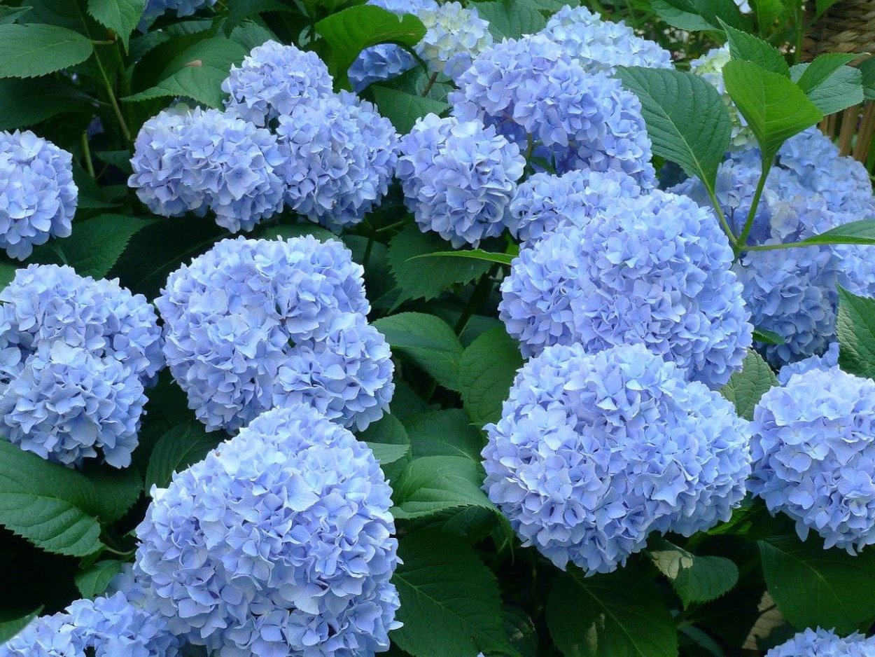 Гортензия крупнолистная Blaumeise