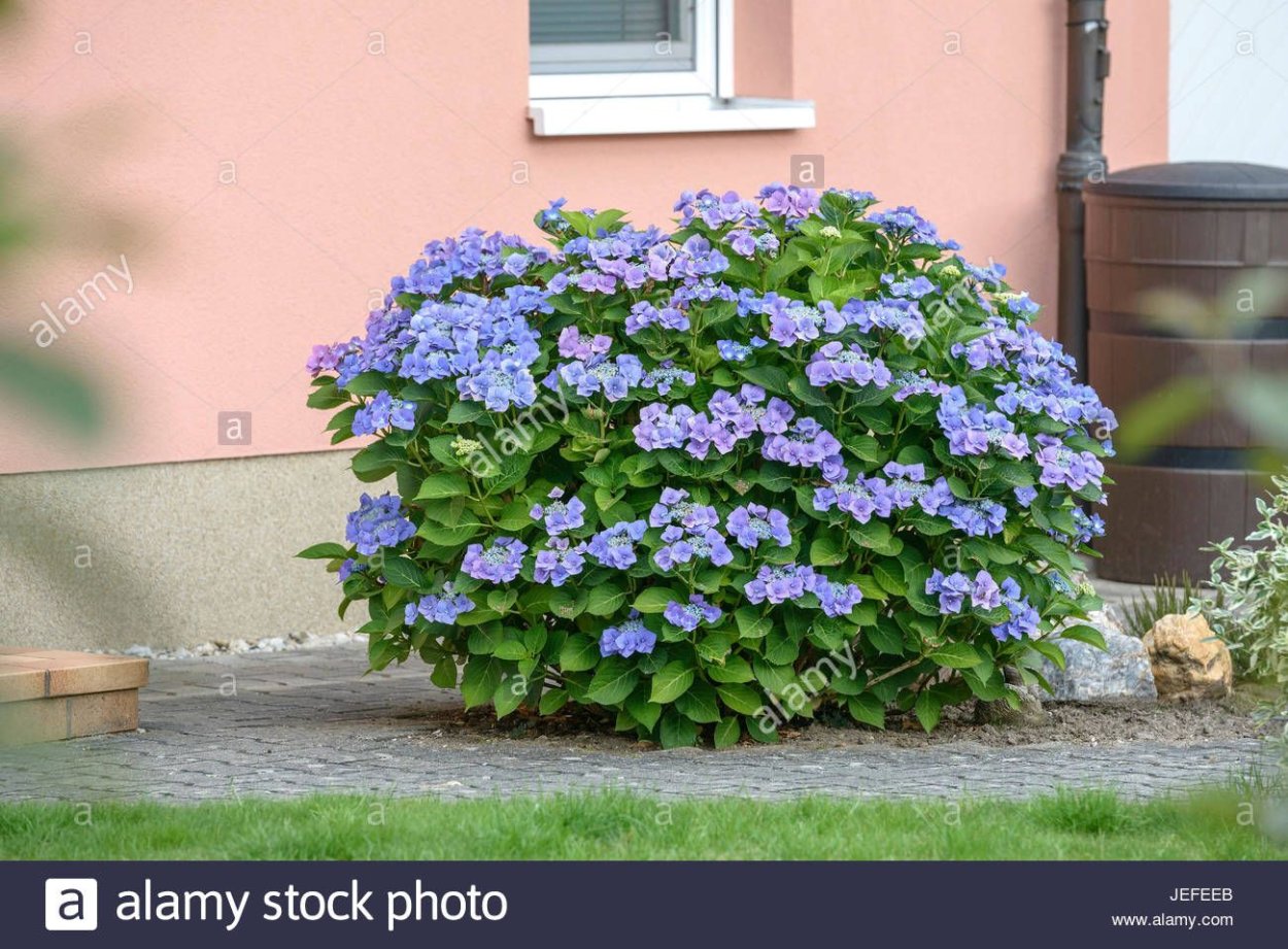 Гортензия крупнолистная Блауэр цверг