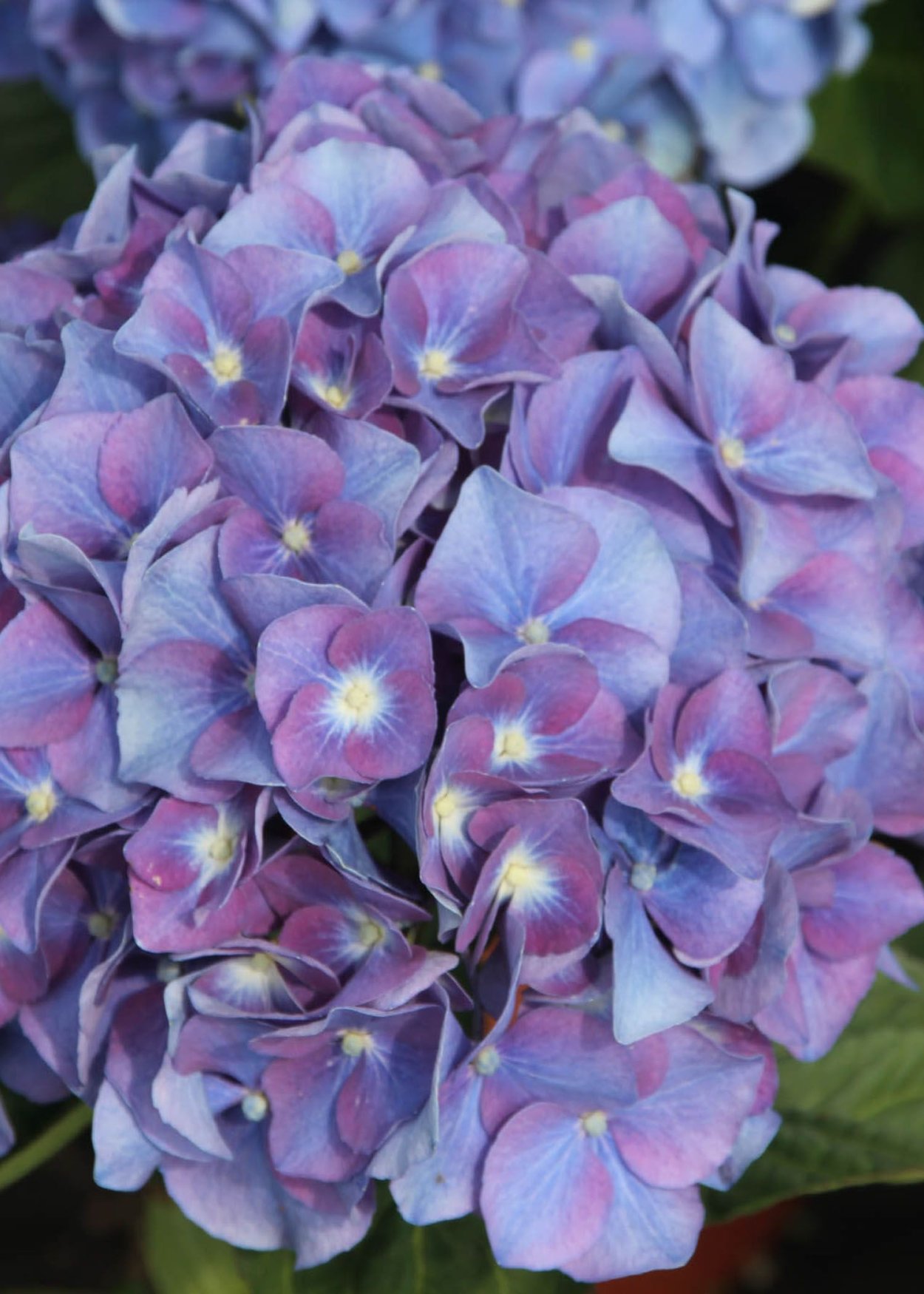 Гортензия крупнолистная Блаумис