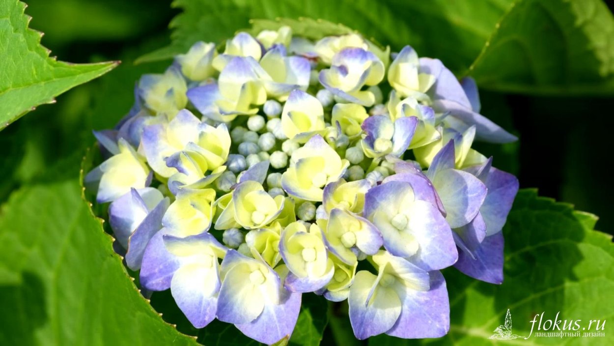 Гортензия крупнолистовая Блаумайзе