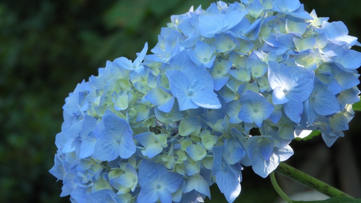 Гортензия крупнолистная Блауэр цверг