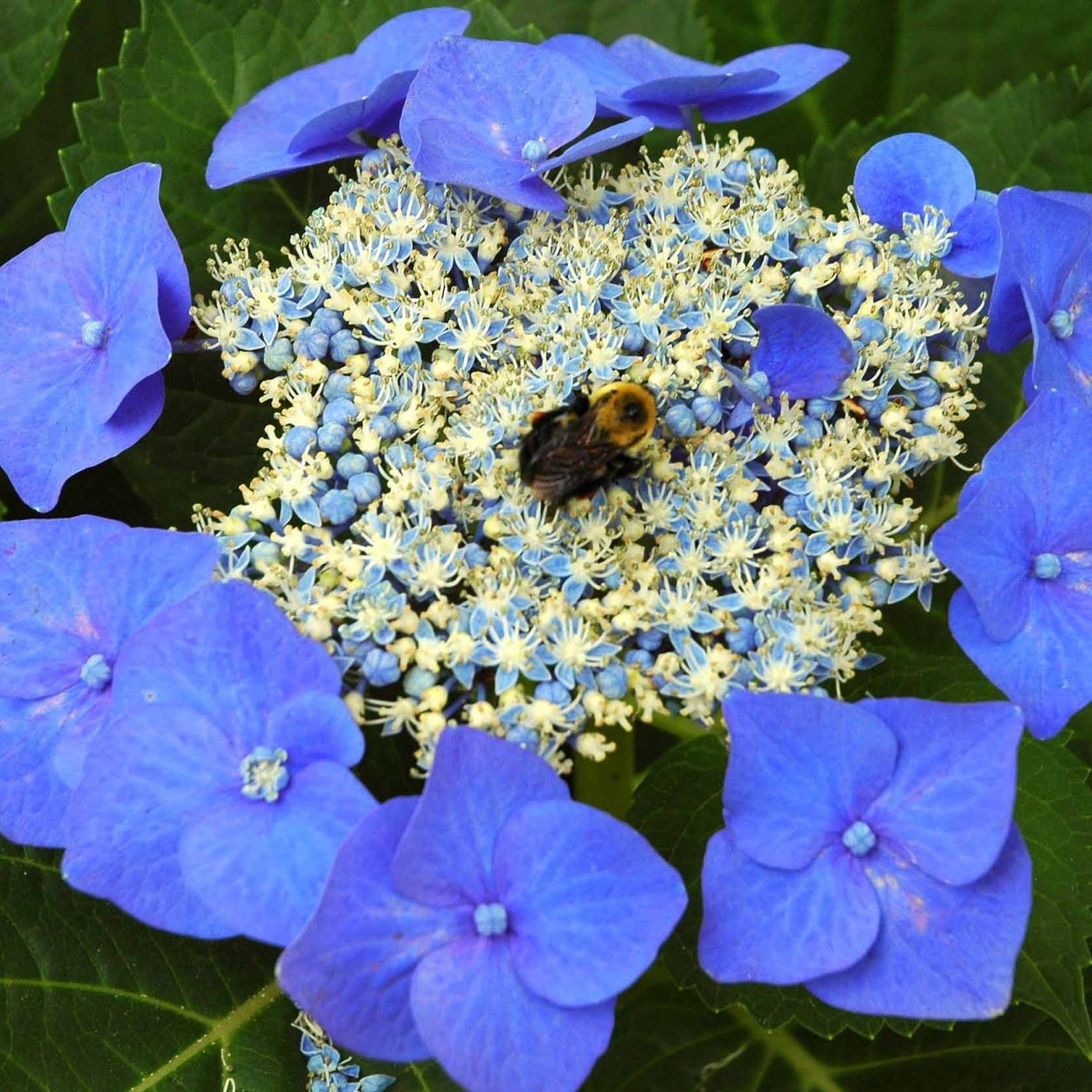 Гортензия Блаумайзе