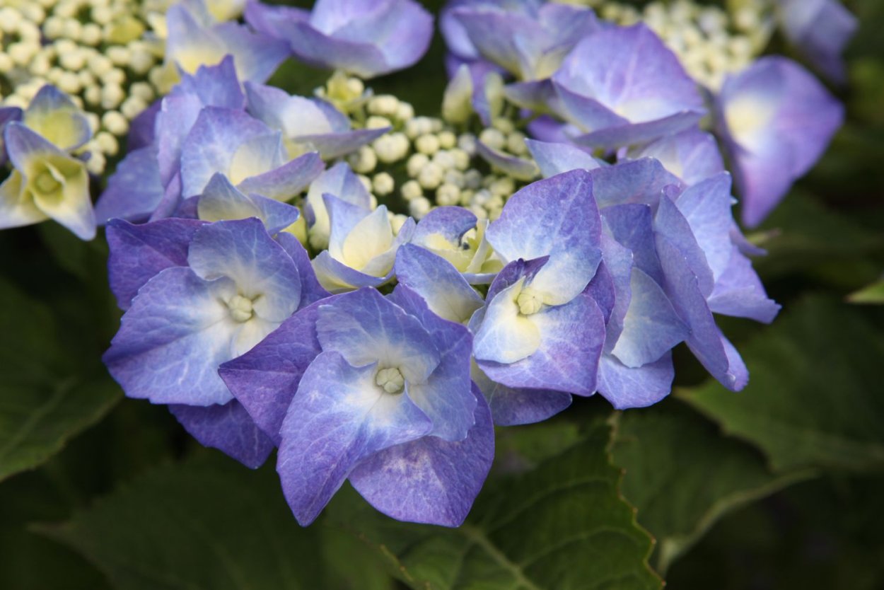 Гортензия крупнолистная голубая Лагуна