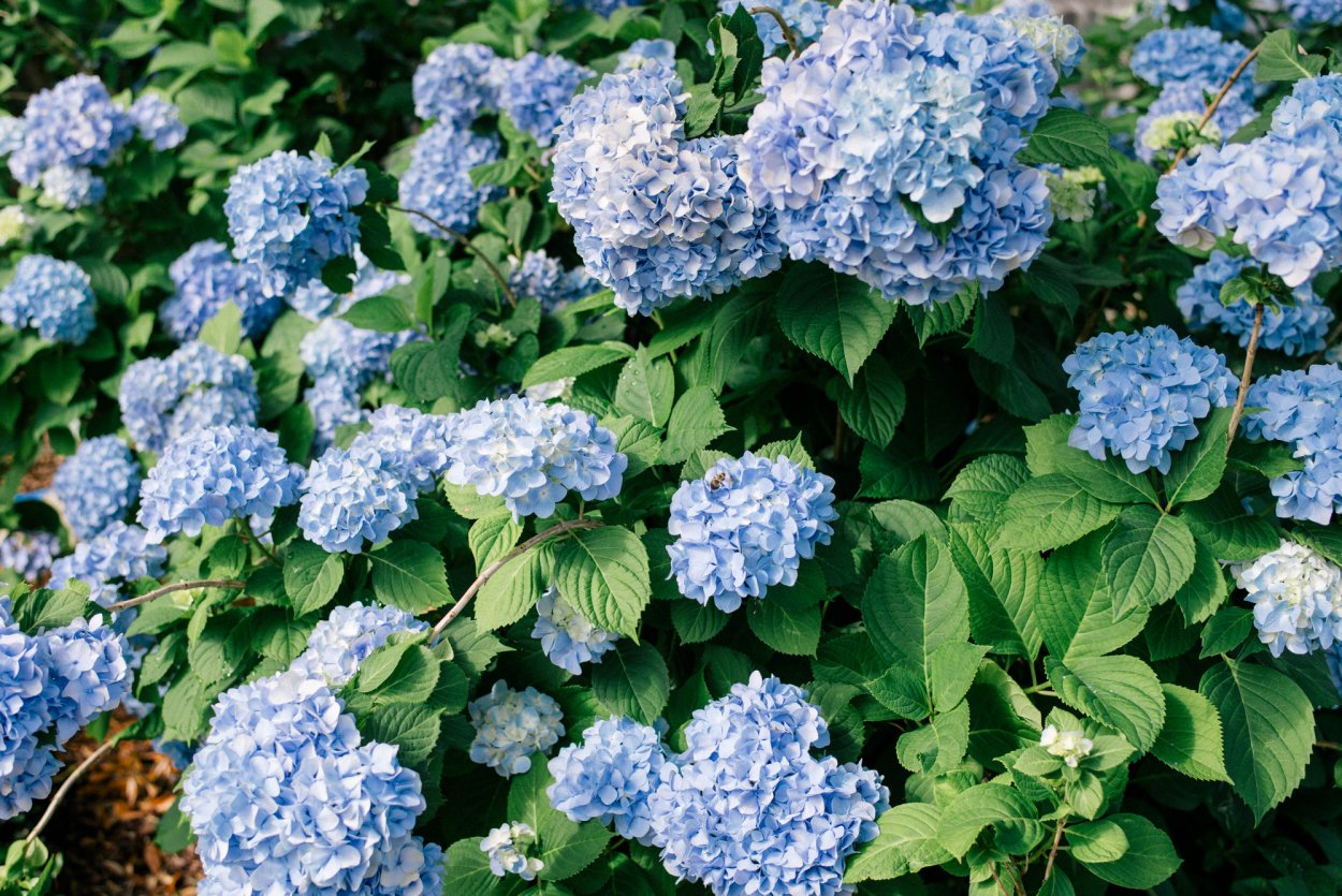 Гортензия крупнолистная