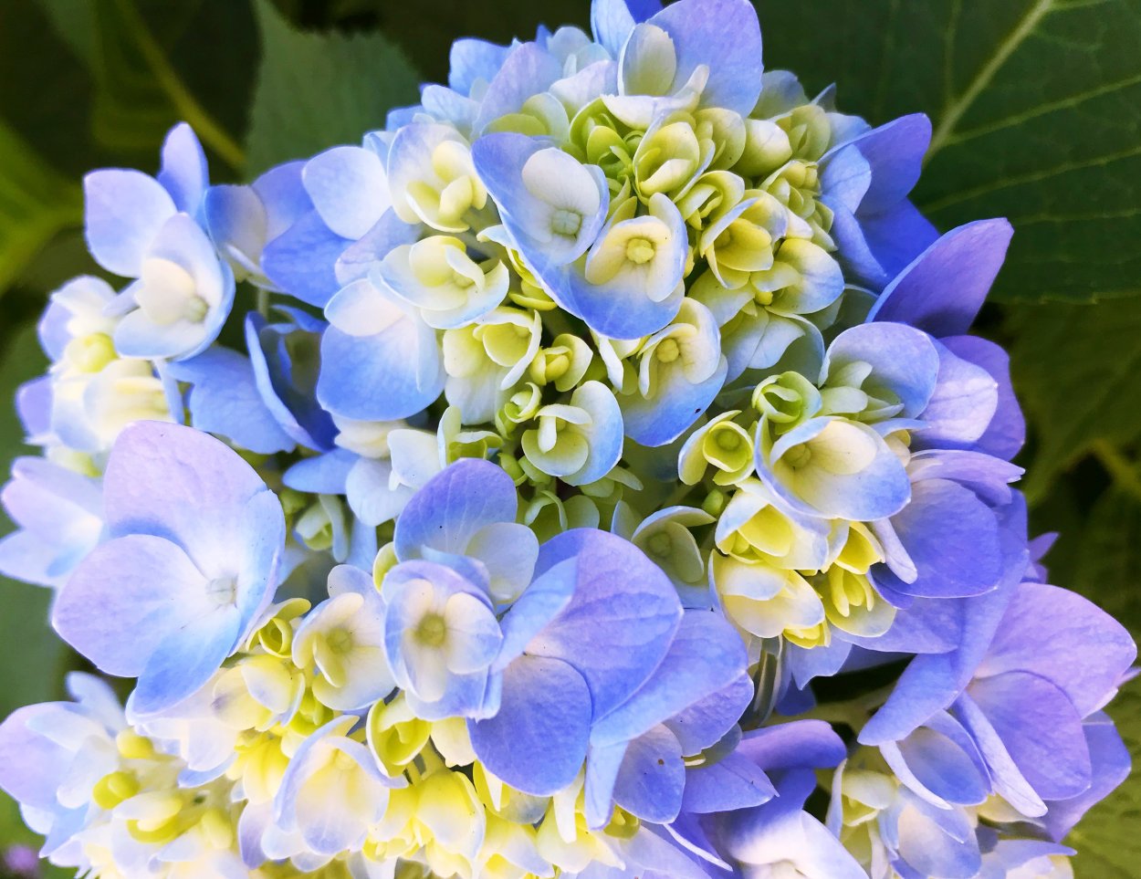 Гортензия Сельма