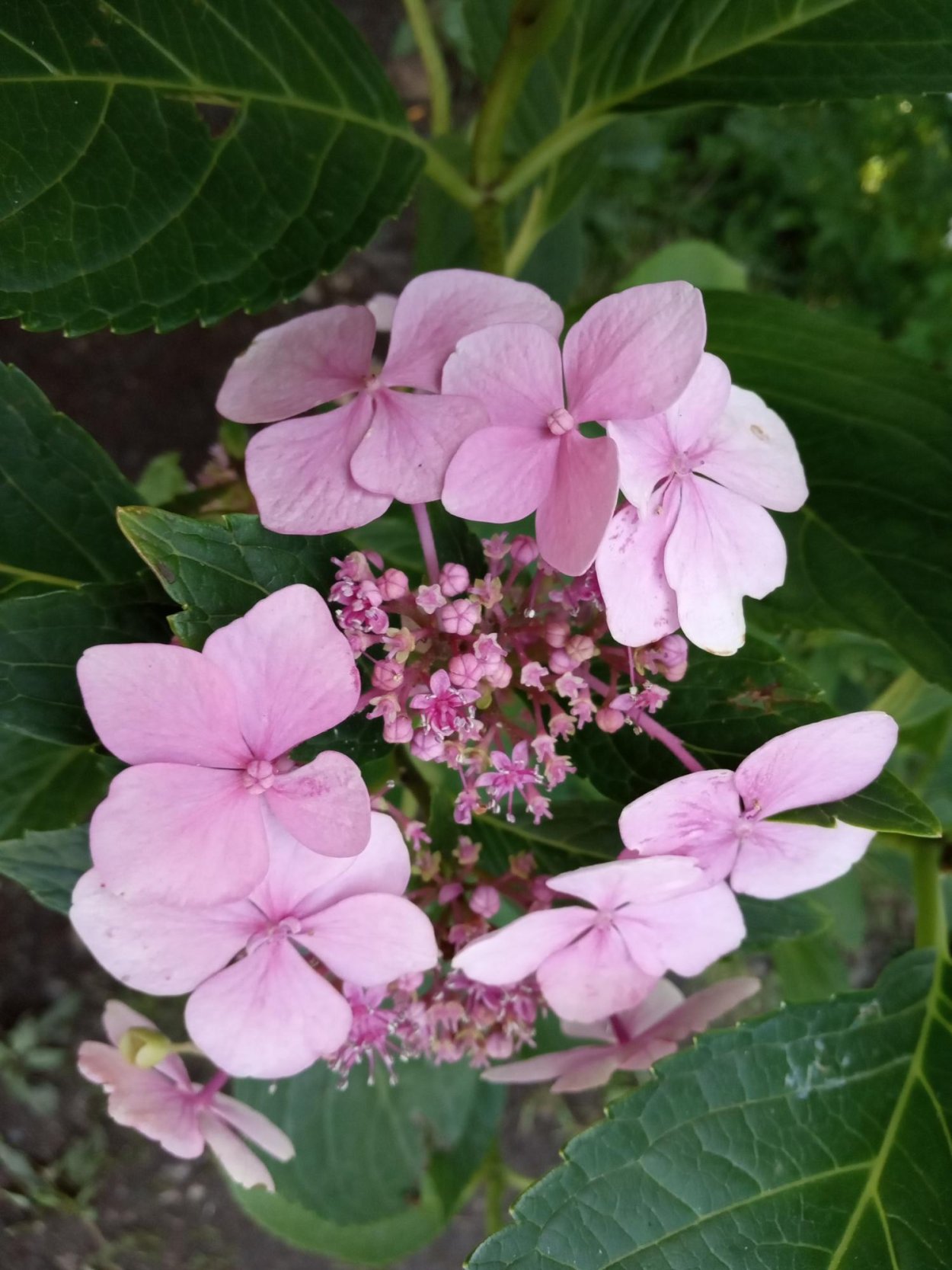 Гортензия крупнолистная голубая Лагуна