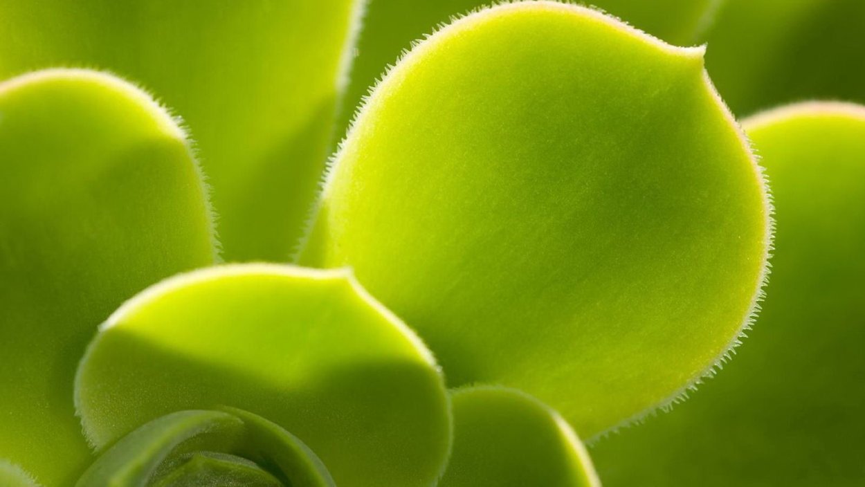 Обои монстера