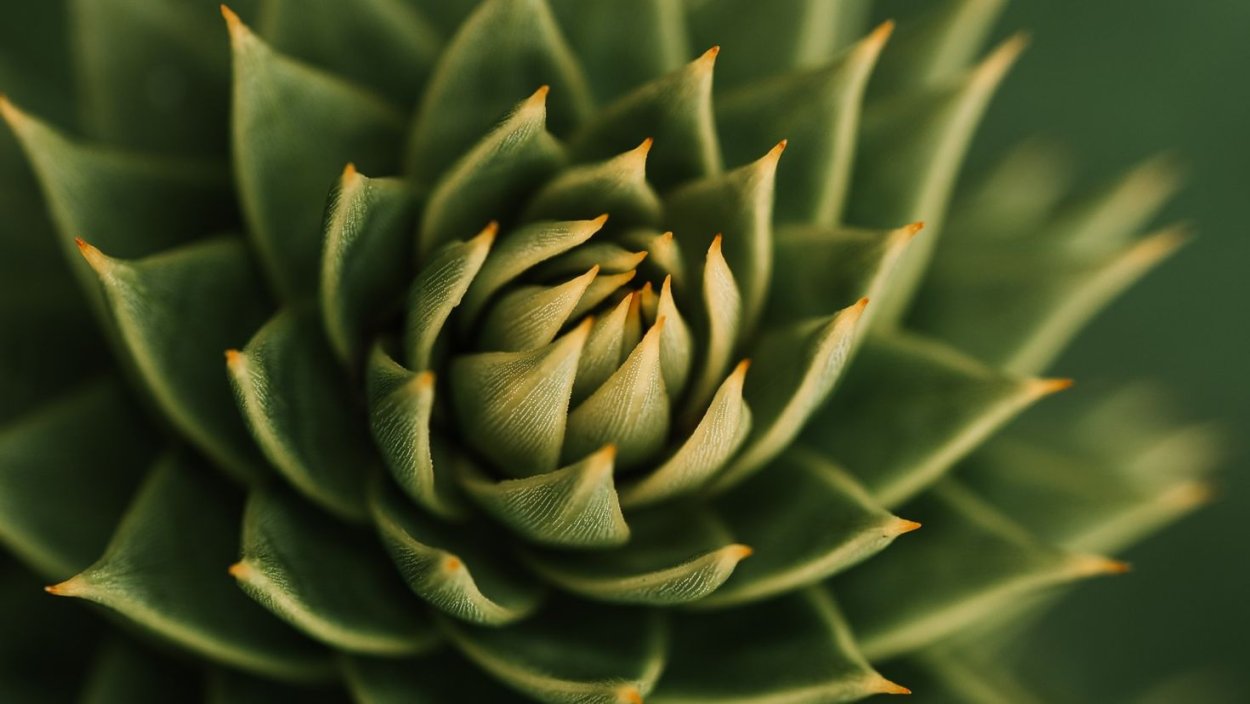 Монстера крупнолистная