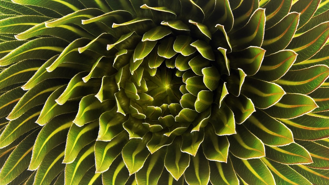 Кактус опунция Родина