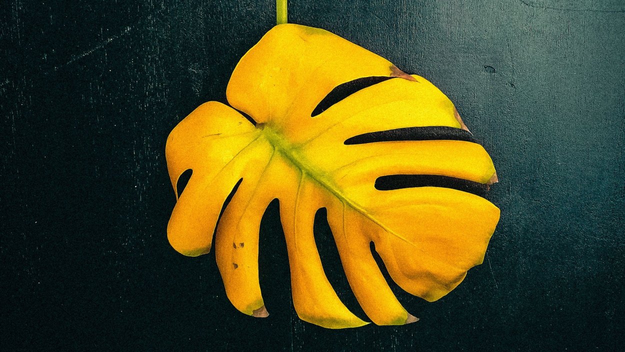 Клеенка Альба монстера