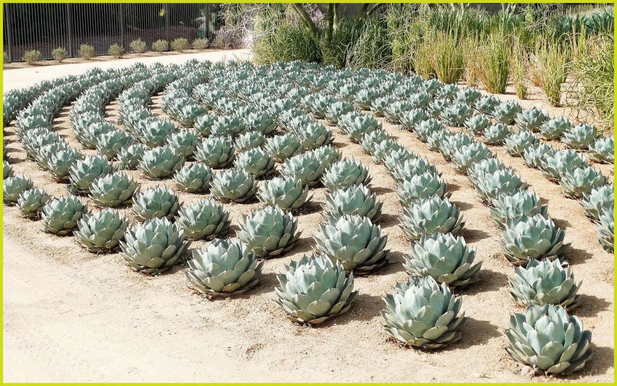 Агава Кактус маленький