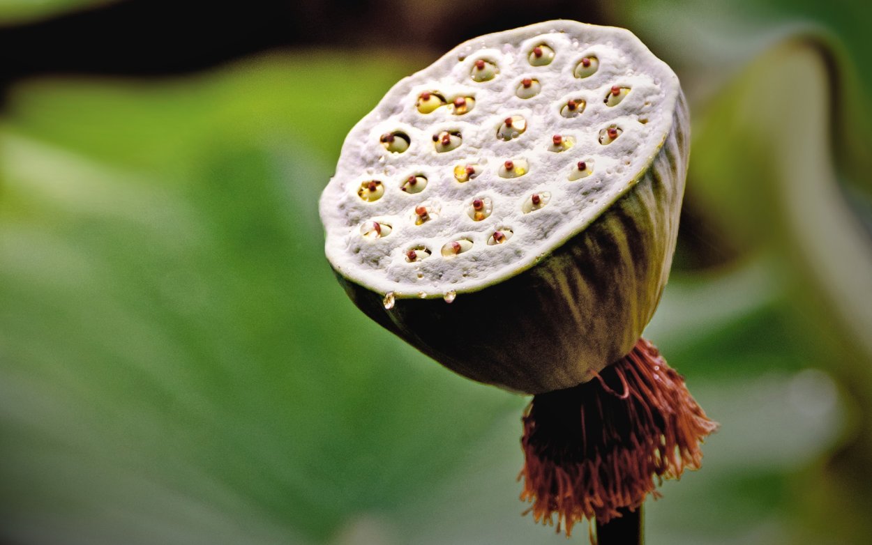 Листовые растения