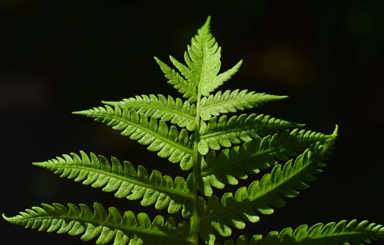 Тропические растения иллюстрации