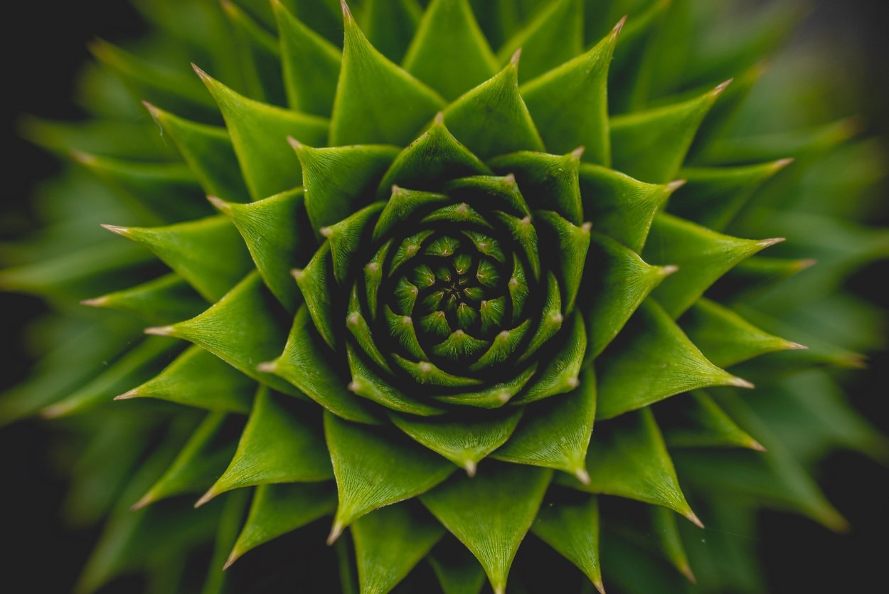 Монстера (Monstera deliciosa) плод